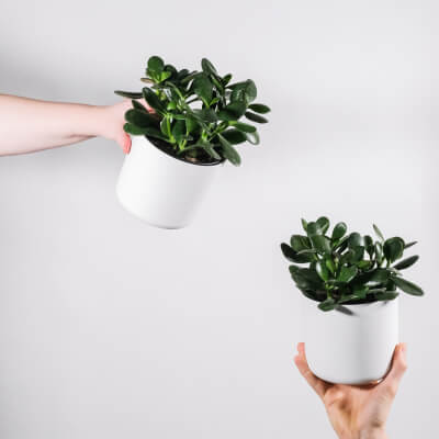 plants-store-categories-img-1 Ficus Decora Burgundy